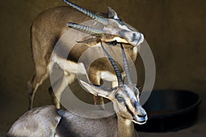 Two wild gazelles photo