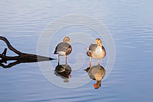 Dos Salvaje gansos en medio de el mar laguna refleja sobre el Agua 