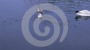 Two wild geese and a white swan are swimming in the water of a pond, close-up.