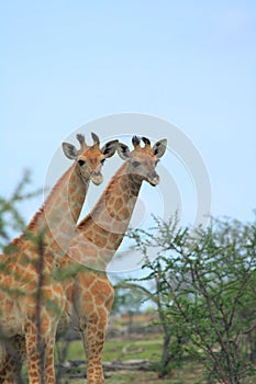 Two wild giraffes