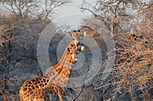 Two wild giraffes on sunset in African savannah