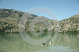 Two wild gooses on mountain lake