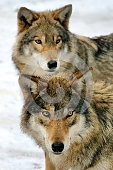 Two wild gray wolf in winter forest