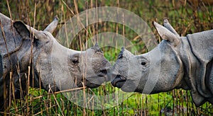 Two Wild Great one-horned rhinoceroses looking at each other face to face.