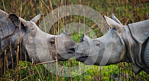 Two Wild Great one-horned rhinoceroses looking at each other face to face.