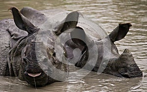 Two Wild Great one-horned rhinoceroses lying in a puddle.