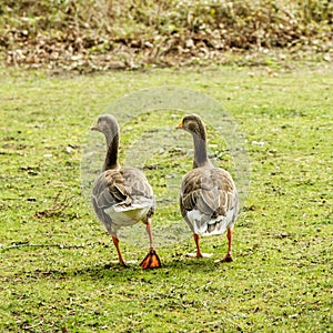 Two Wild Grey Geese Walking Together On A Grass Field