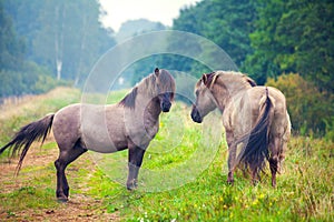 Two wild horses