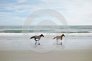 Two wild horses on the beach in Corolla on North Carolina Outer Banks