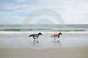 Two wild horses on the beach in Corolla on North Carolina Outer Banks photo