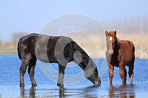 Two wild horses are drinking in watering place