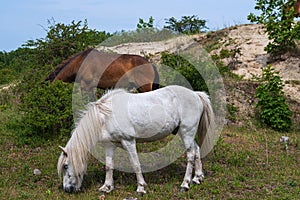 Two wild horses in the dunes