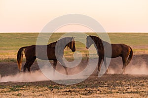 Two wild horses in dust