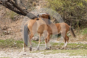 Two Wild Horses Fighting in the Desert