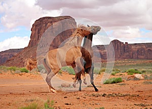 Two wild horses fighting in Southwestern desert