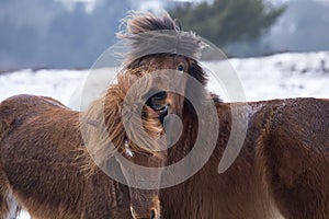 Two wild horses fighting in winter landscape