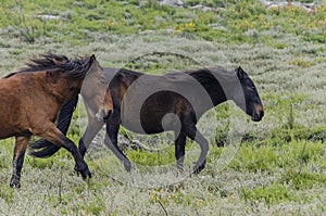 Two wild horses Garranos in the Peneda-Geres National Park, North of Portugal.