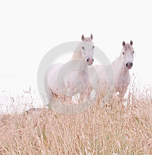 White Horses in soft focus