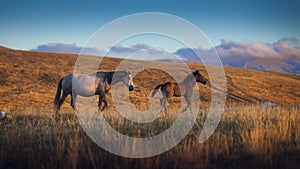 Two wild horses on the mountain, jellow grass and blue sky