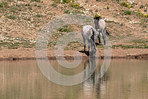 Two wild horses reflecting in the water while drinking at the waterhole in the Pryor Mountains wild horse range on the border of