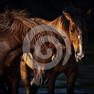 Two Wild Horses on the Salt River in Arizona