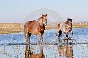 Two wild horses troat through the water