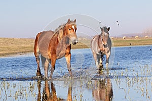 Two wild pony troat through the water on the watering  place