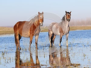 Two wild horses on the watering place