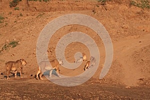 Two wild lionesses and cubs