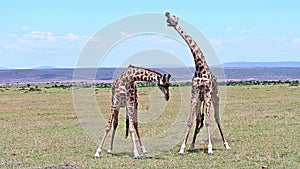 Two wild male giraffes fighting for dominance over a herd