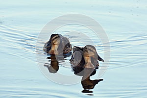 Two wild mallard ducks cubs