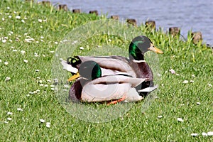 Two wild mallard ducks resting in the sun