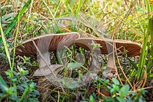 Two wild mushrooms in the forest in a clearing between pine needles closeup