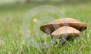 Two wild Mushrooms