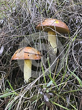 Two wild mushrooms in the vegetation