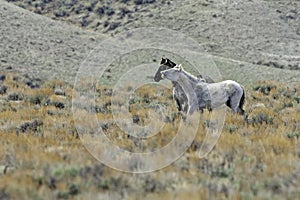 Two Wild Mustangs