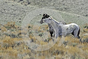 Two Wild Mustangs