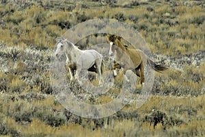 Two Wild Mustangs Galloping Together