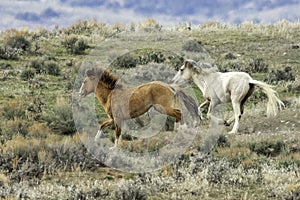 Two Wild Mustangs Racing Down a Hillside