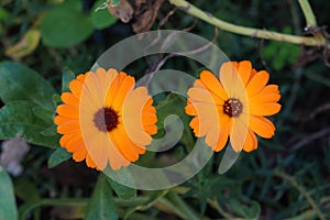 Two wild orange daisies