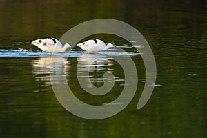 Pair of pied avocets in green water photo