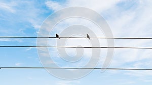 Two wild pigeons sitting on a wire in the blue sky of Bangladesh winter