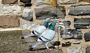 Two wild pigeons are standing on a wall with gob hewn natural stones photo