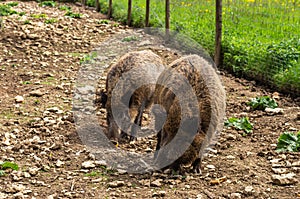 Two Wild Pigs In Search Of Food photo