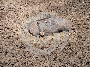 Two wild pigs resting in the mud.