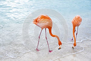 Two Wild Pink Flamingos on a Caribbean Beach 2