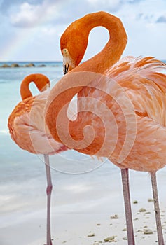 Two Wild Pink Flamingos on a Caribbean Beach 6