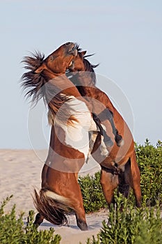 Two wild ponies fighting on beach