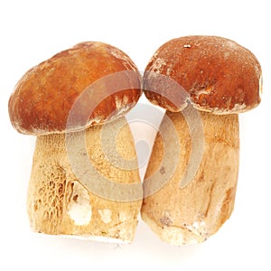 Two wild porcini mushrooms (Boletus edulis) isolated