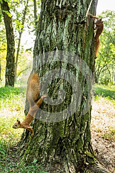 Two wild red-headed squirrels on a tree in a forest